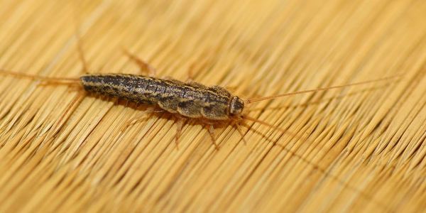 What Kills Fish Moths