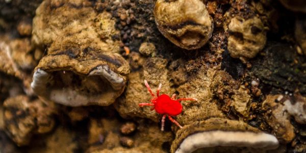 Red Spider Mite – Kombat Pest Control Solutions