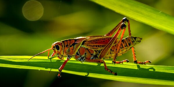 Grasshopper – Kombat Pest Control Solutions