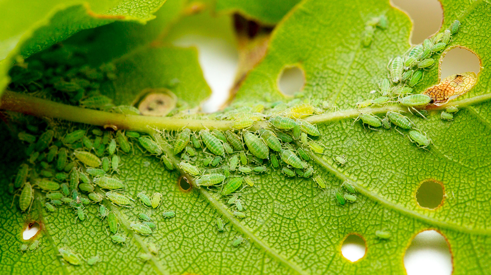 Aphids Aphids