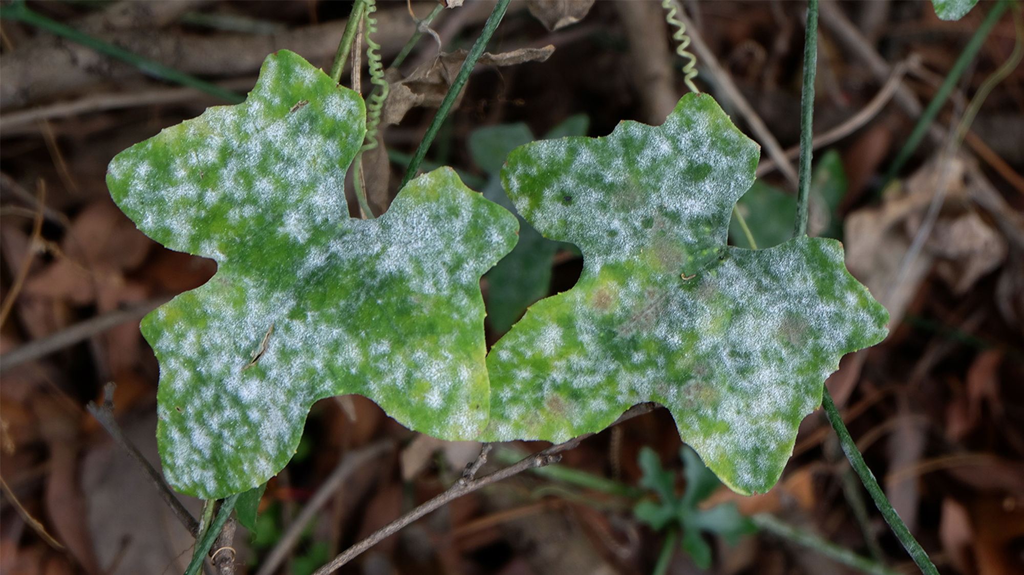 Downey Mildew Downey Mildew