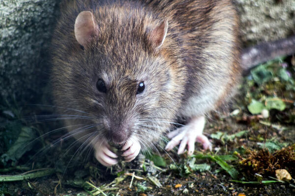 Rat Rat