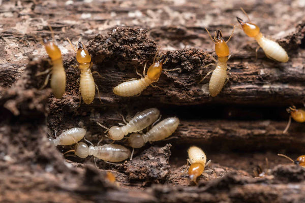 Termites Termites
