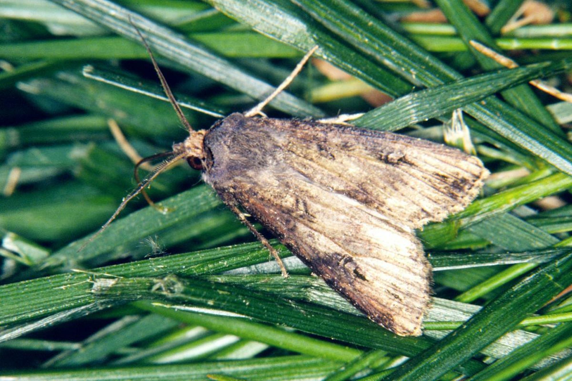 Cutworm moth Cutworm moth