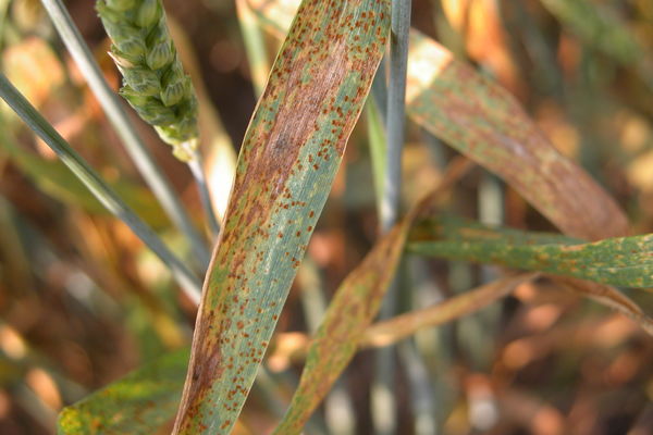 Leaf rust Leaf rust