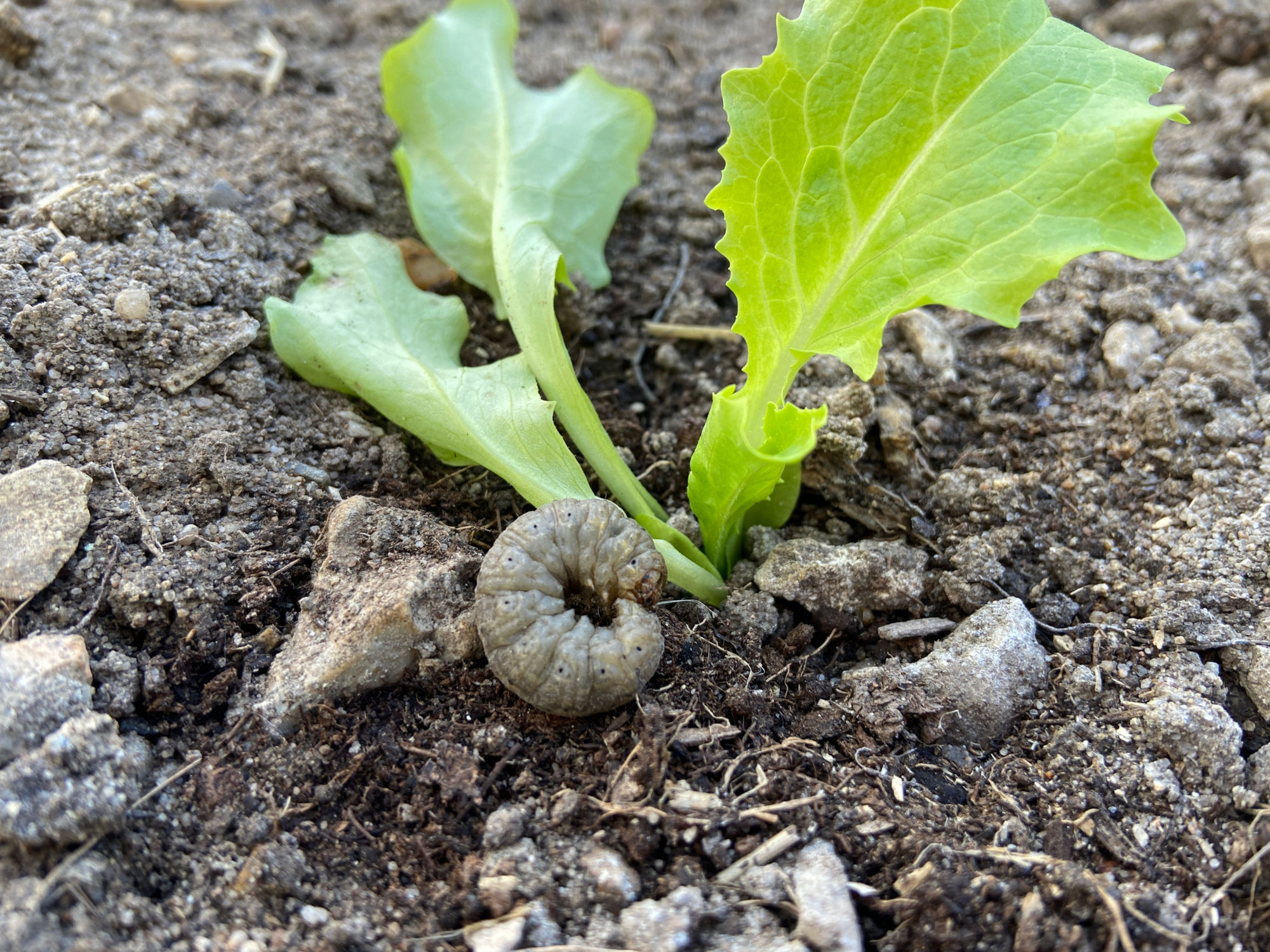 Shutterstock 1704502558 Shutterstock 1704502558