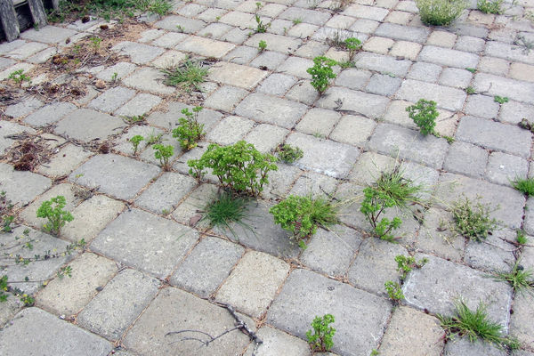 Weeds driveway Weeds driveway